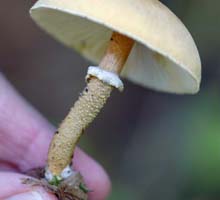 Cystoderma granosum side view showng stalk.